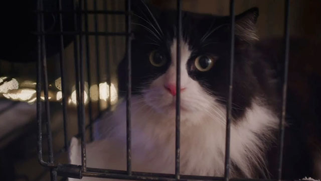 Puppy Love for Christmas - longhair tuxedo cat George in cage