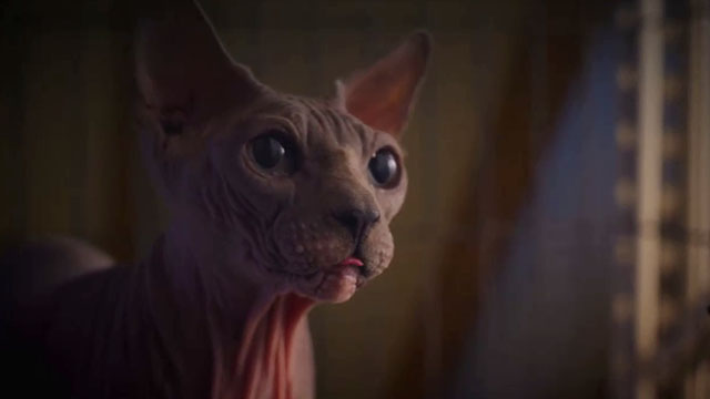 Puppy Love for Christmas - hairless Sphynx cat Bigglesworth in cage