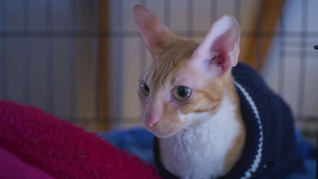 Puppy Love for Christmas - ginger and white cat wearing sweater in cage