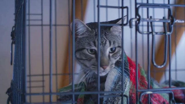 Puppy Love for Christmas - brown tabby cat with blanket around him in cage