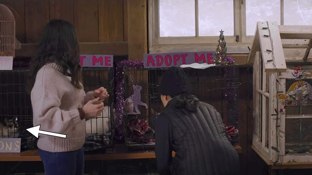 Puppy Love for Christmas - Annie Georgia Flood with Stacy Ling Cooper Tang by cages with semi muted calico cat behind