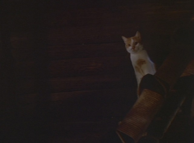 Puss in Boots - orange and white cat Puss looks down from loft