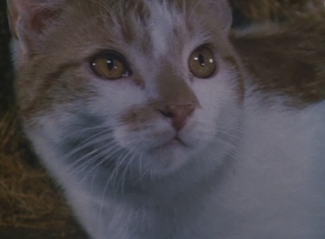 Puss in Boots - orange and white cat Puss close up