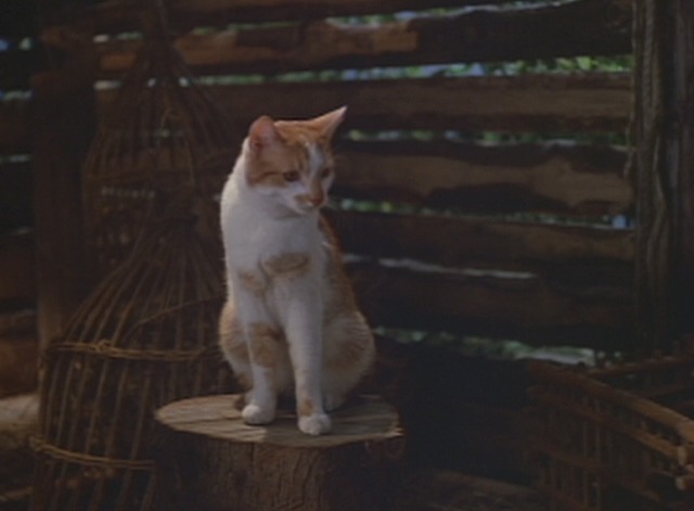 Puss in Boots - orange and white cat Puss on stump