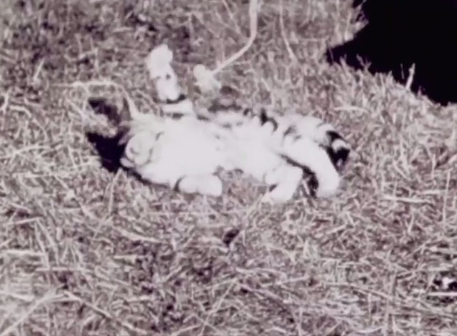 The Pussycat That Ran Away - tabby kitten playing on grass