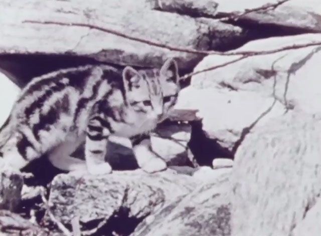 The Pussycat That Ran Away - tabby kitten on rock