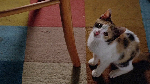 The Pyjama Girl Case - calico kitten on carpet