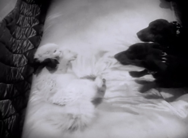 Queen Kelly - white Persian cat on bed swiping at Dachsunds