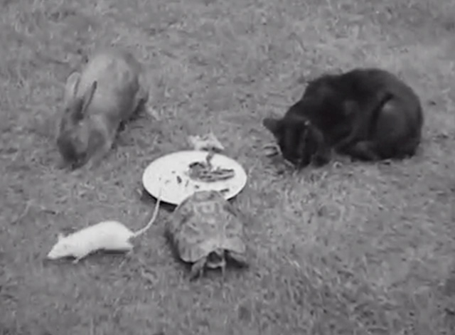 Queer Companions - black cat, rabbit, rat and tortoise eating