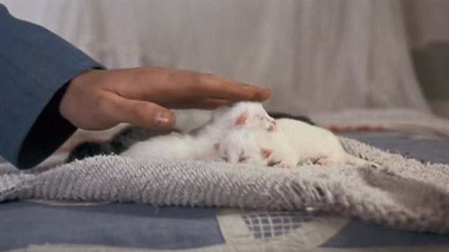 A Quiet Place in the Country - Leonardo petting litter of newborn kittens on bed