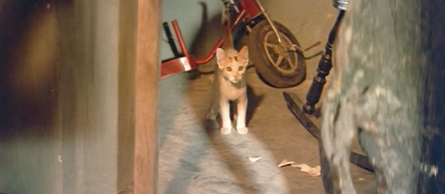 Raat - calico kitten in basement