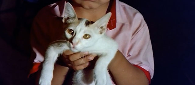 Raat - calico kitten held by Bunty