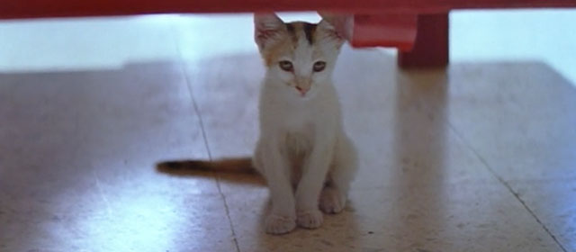 Raat - calico kitten sitting under dresser