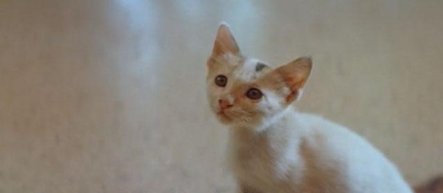 Raat - calico kitten close up