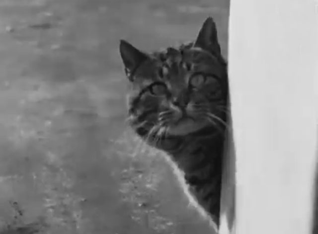 Rabbits for Sale - tabby cat peering around corner of building