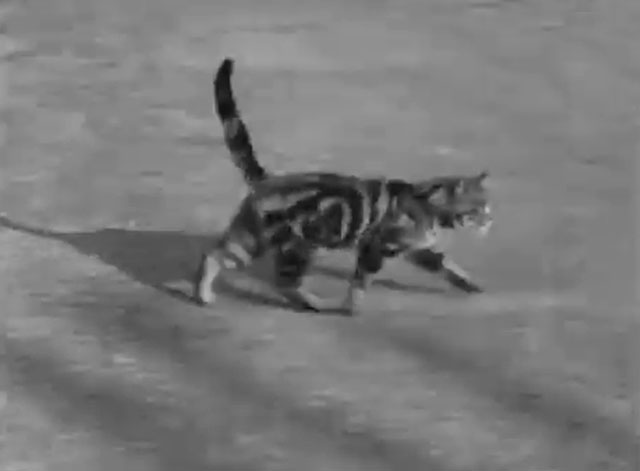 Rabbits for Sale - tabby cat running across street