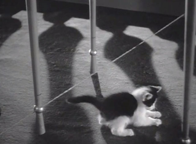 Raffles - black and white tuxedo kitten playing near burglar alarm wire