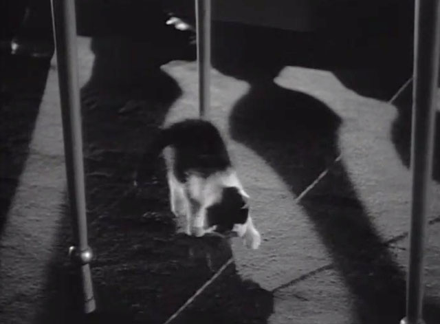 Raffles - black and white tuxedo kitten playing with burglar alarm wire