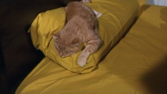 Rage - orange tabby cat sleeping on bed