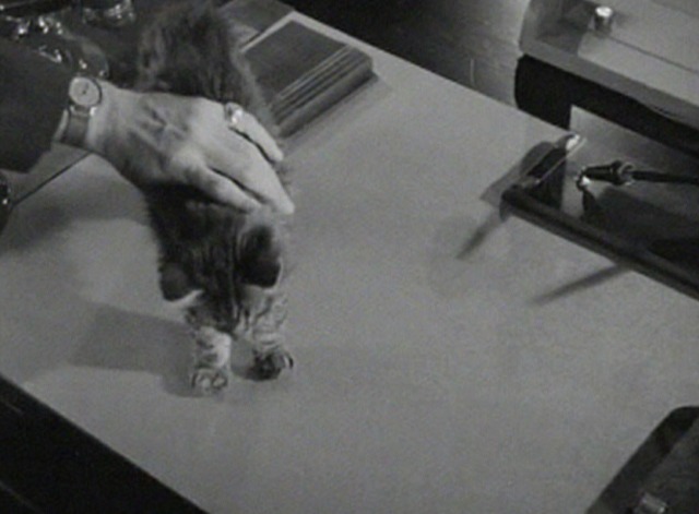 Rage in Heaven - Maine Coon kitten on Robert Montgomery's desk