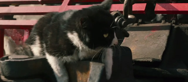 Railroad Tigers - tuxedo cat sitting on front of train