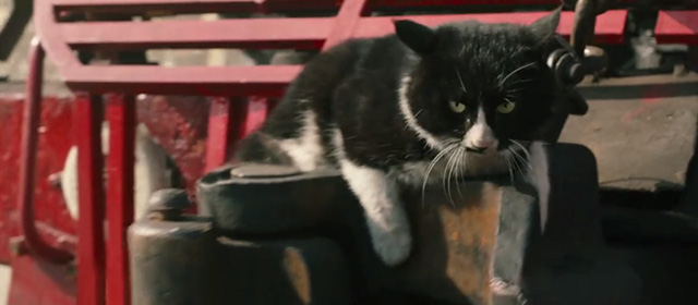 Railroad Tigers - tuxedo cat hanging onto front of train which starts moving back