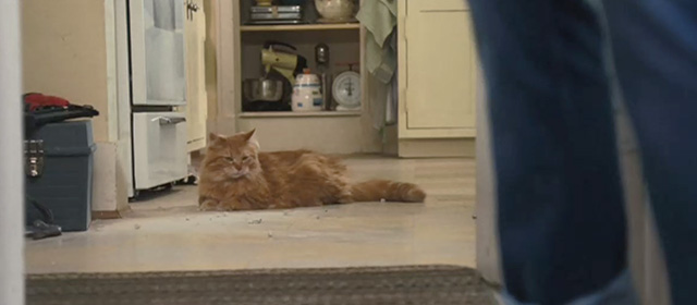 Ramona and Beezus - long-haired orange tabby cat Picky Picky Miller lying on kitchen floor