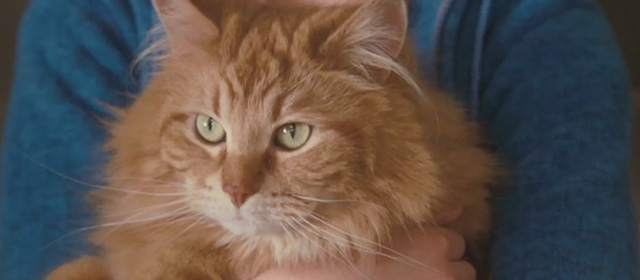 Ramona and Beezus - long-haired orange tabby cat Picky Picky Miller close