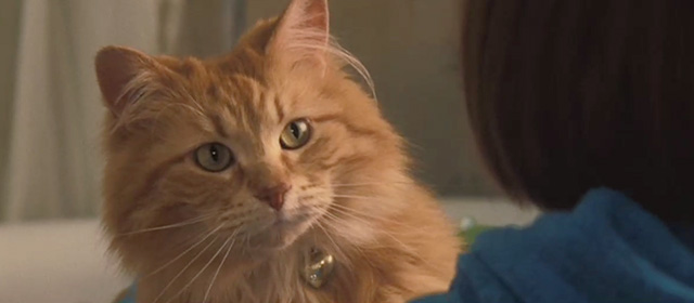 Ramona and Beezus - long-haired orange tabby cat Picky Picky Miller looking at Ramona Joey King