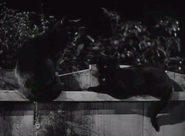 Rationing - two black cats on fence at night
