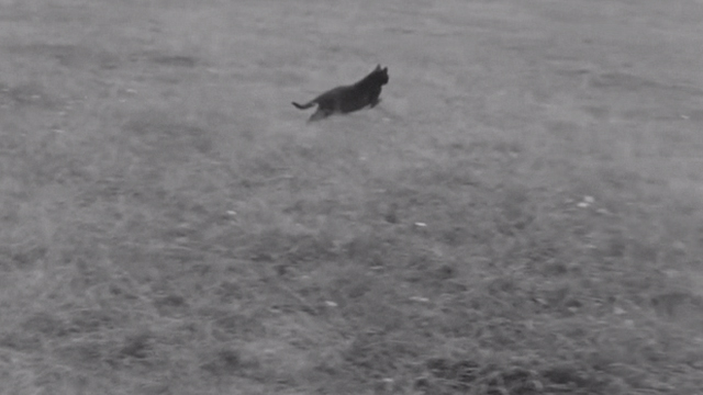 Reach for Glory - black cat running away across field