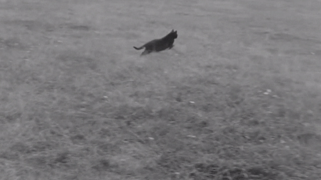 Reach for Glory - black cat running away across field