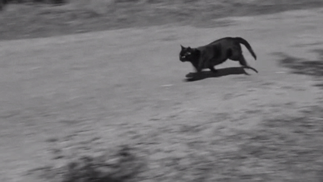 Reach for Glory - black cat running down road