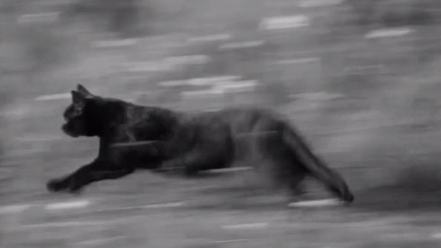 Reach for Glory - black cat running