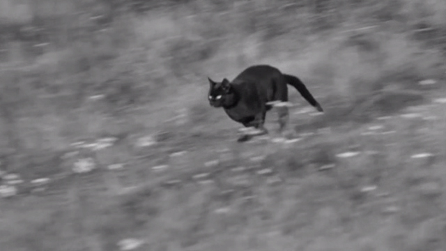 Reach for Glory - black cat running across field