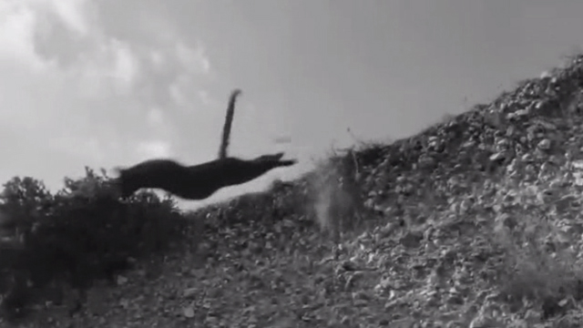 Reach for Glory - black cat leaping over edge of cliff