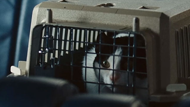 Real Time - tuxedo cat Cleo in carrier in car