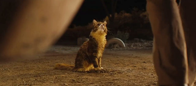 Red Dog - longhair brown and white tabby cat Red Cat