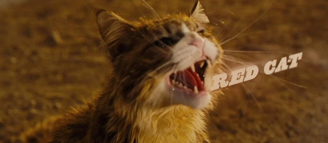 Red Dog - longhair brown and white tabby cat Red Cat