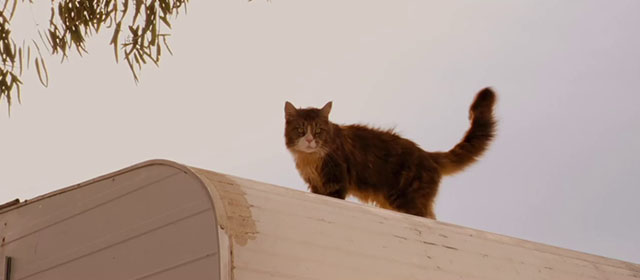 Red Dog - longhair brown and white tabby cat Red Cat on top of trailer