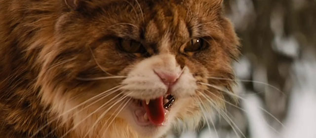 Red Dog - longhair brown and white tabby cat Red Cat hissing