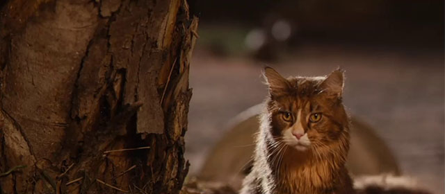 Red Dog - longhair brown and white tabby cat Red Cat