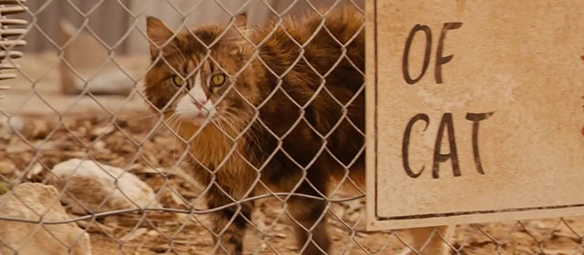 Red Dog - longhair brown and white tabby cat Red Cat behind chain link fence