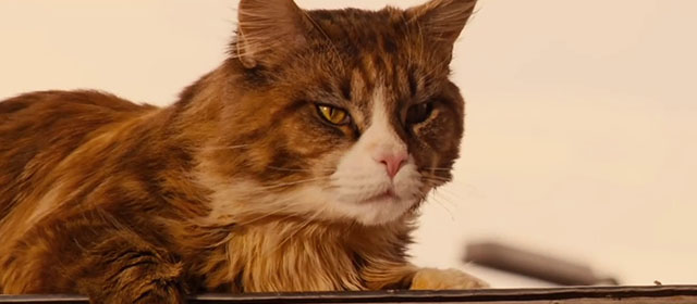 Red Dog - longhair brown and white tabby cat Red Cat