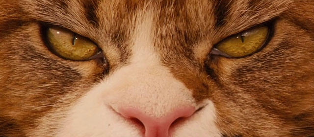 Red Dog - extreme close up of longhair brown and white tabby cat Red Cat