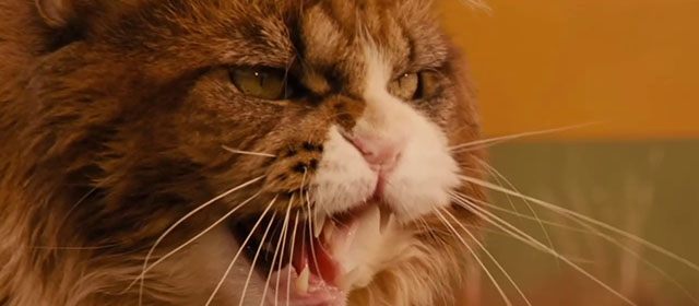 Red Dog - close up of longhair brown and white tabby cat Red Cat hissing