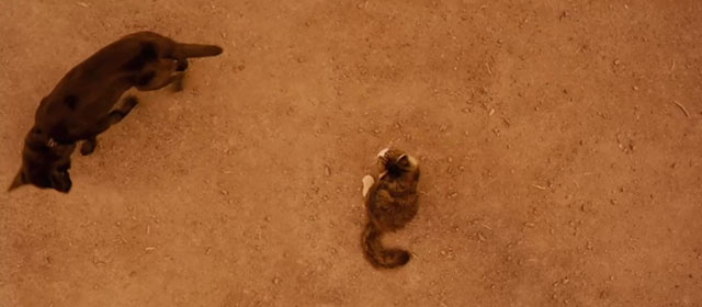 Red Dog - showdown between longhair brown and white tabby cat Red Cat and Koko Red Dog