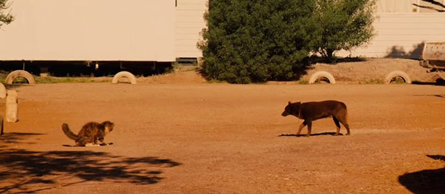 Red Dog - longhair brown and white tabby cat Red Cat facing off with Koko Red Dog
