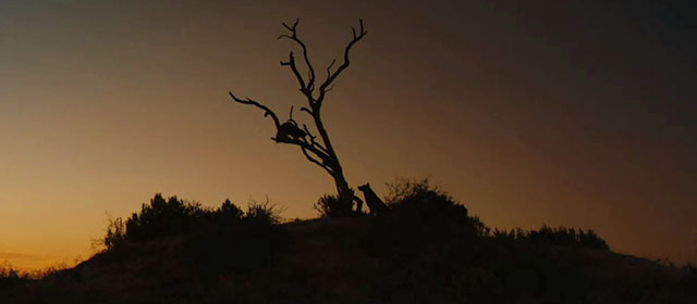 Red Dog - longhair brown and white tabby cat Red Cat in tree guarded by Koko Red Dog
