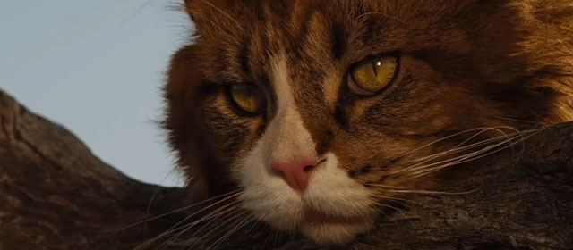 Red Dog - longhair brown and white tabby cat Red Cat in tree